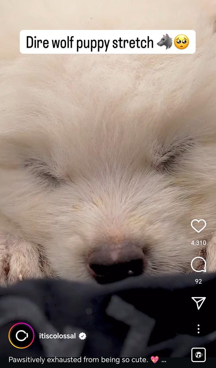 Colossal is the most talked about company lately and the dire wolfs are the hot topic. $Remus is undervalued and I can bet everything on the fact it'll catch everyone off guard when it pushes.