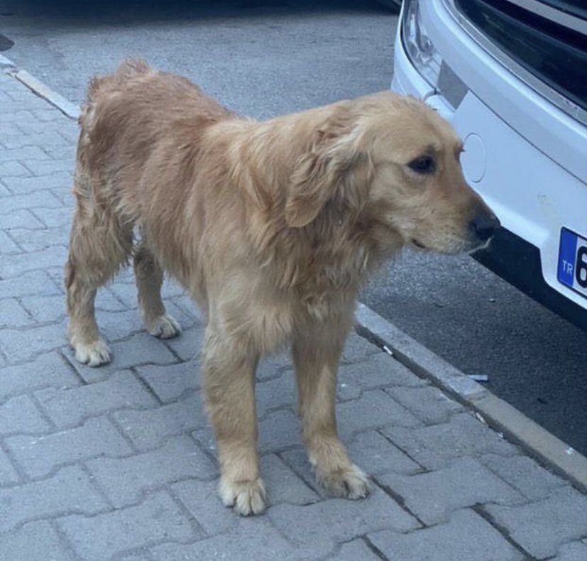 denizcyo's tweet photo. Arkadaşlar bu Golden Van’da, kuyruğu kopmuş halde sokakta bulunmuş. Kliniklere alınmadığı için barınakta tedavi görüyormuş. 

Acil himayesine alacak veya yuva olacak birileri aranıyor.

İletişim: 0542 287 96 85 https://t.co/eQuw6re7Gk