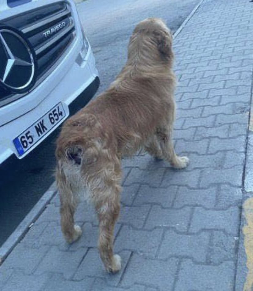 denizcyo's tweet photo. Arkadaşlar bu Golden Van’da, kuyruğu kopmuş halde sokakta bulunmuş. Kliniklere alınmadığı için barınakta tedavi görüyormuş. 

Acil himayesine alacak veya yuva olacak birileri aranıyor.

İletişim: 0542 287 96 85 https://t.co/eQuw6re7Gk