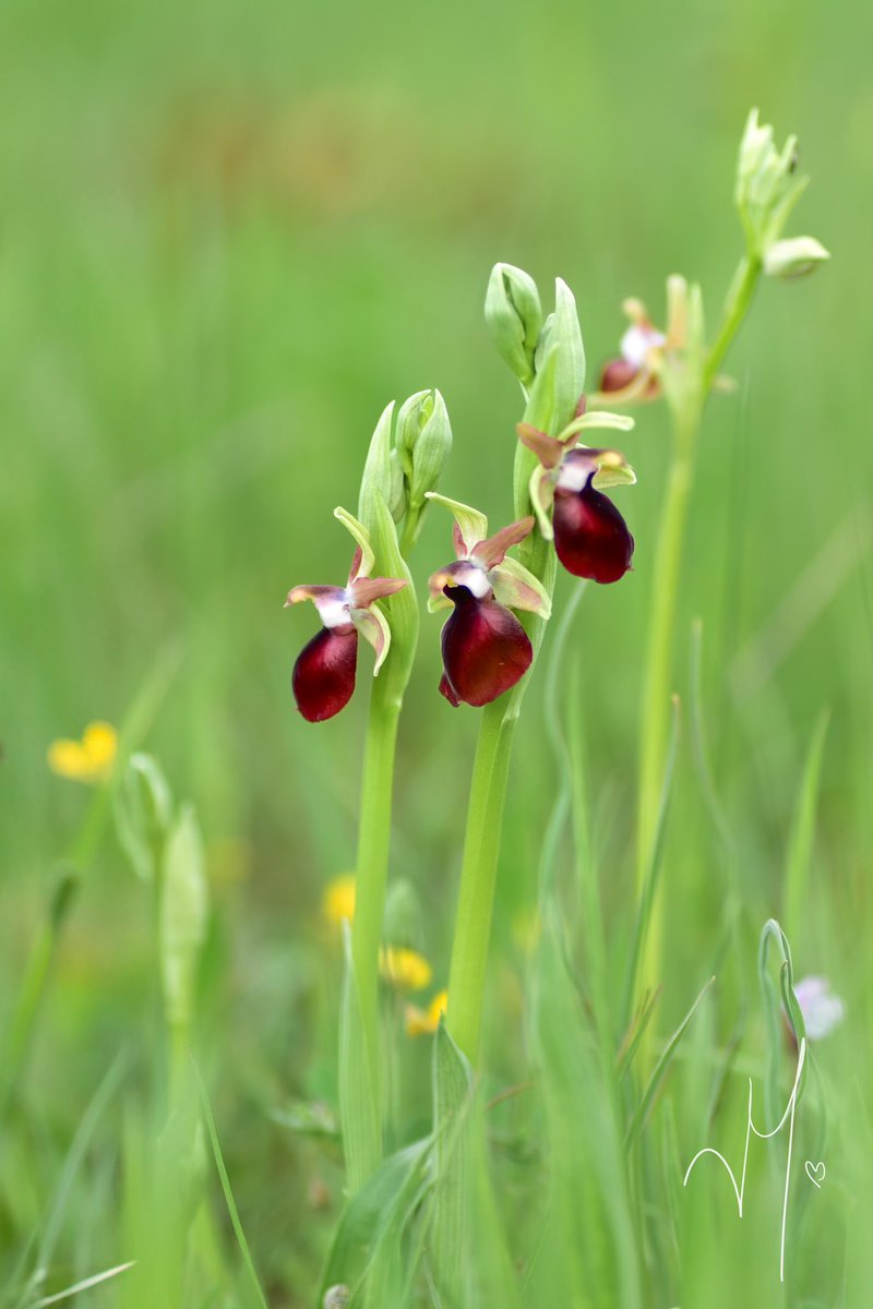 Martha Charitonidou (@marthonio_) on Twitter photo Beauty in simplicity - always in awe when I see my favorite Helen’s Bee #Orchid (Ophrys helenae) in bloom ❤️ Bonus when covered by raindrops ☔️ #TeamOrchids <a href="/IUCN_Orchids/">IUCN Orchid Specialist Group</a> | <a href="/EcoLab_BET/">Laboratory of Ecology - EcoLab BET</a> <a href="/bat_uoi/">Τμήμα Β.E.T.</a> Beauty in simplicity - always in awe when I see my favorite Helen’s Bee #Orchid (Ophrys helenae) in bloom ❤️ Bonus when covered by raindrops ☔️ #TeamOrchids <a href="/IUCN_Orchids/">IUCN Orchid Specialist Group</a> | <a href="/EcoLab_BET/">Laboratory of Ecology - EcoLab BET</a> <a href="/bat_uoi/">Τμήμα Β.E.T.</a>