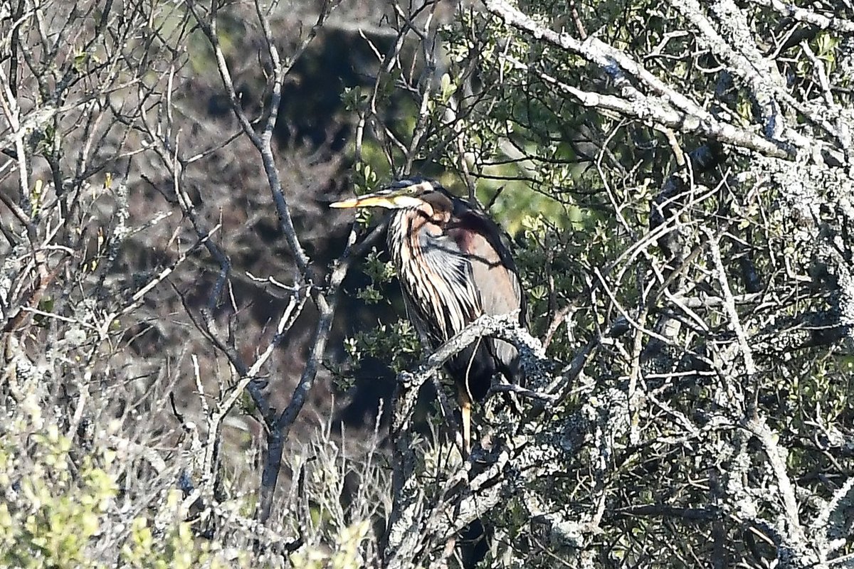 Purple Heron showed  this morning atSlapton Higher Ley.
Cracking bird. Thanks to Tim Phillips <a href="/BuxtonBirder/">Tim Phillips</a>