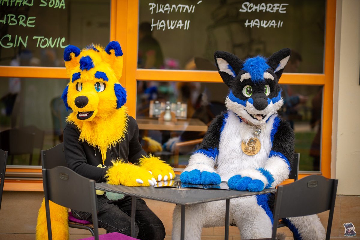 “They told us to go outside, meet new people, and act normal. Well... we went outside.”
When floof meets coffee and a slightly confused café staff, you know it’s a classy #FursuitFriday!
With <a href="/SwiftyHooskie/">Swͪiͦfͦt̾yⷦ 🏳️‍🌈</a> 😊

📸 <a href="/SamyoFox/">SamyoFox</a>