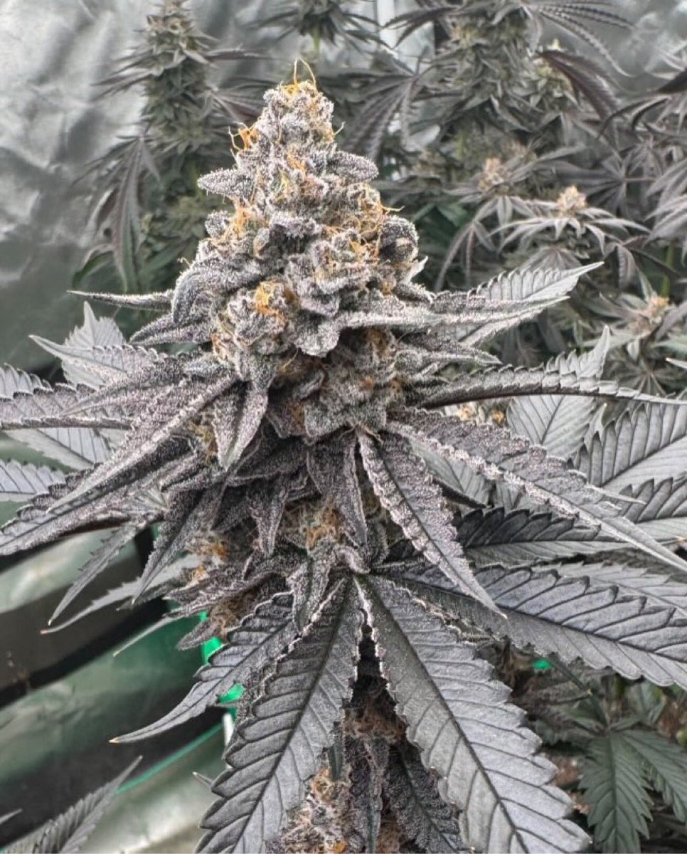supremeseedbank's tweet photo. Strawberry Zoap
Zoap x Strawberry Truffle
This girl is straight complex. She starts out Red Pop dominant, the later you get in flower the more the profile changes. By the time she finishes she has a nice gassy strawberry tart terp profile
4-18 https://t.co/UNlstuRs4w https://t.co/WdYMUxgchG