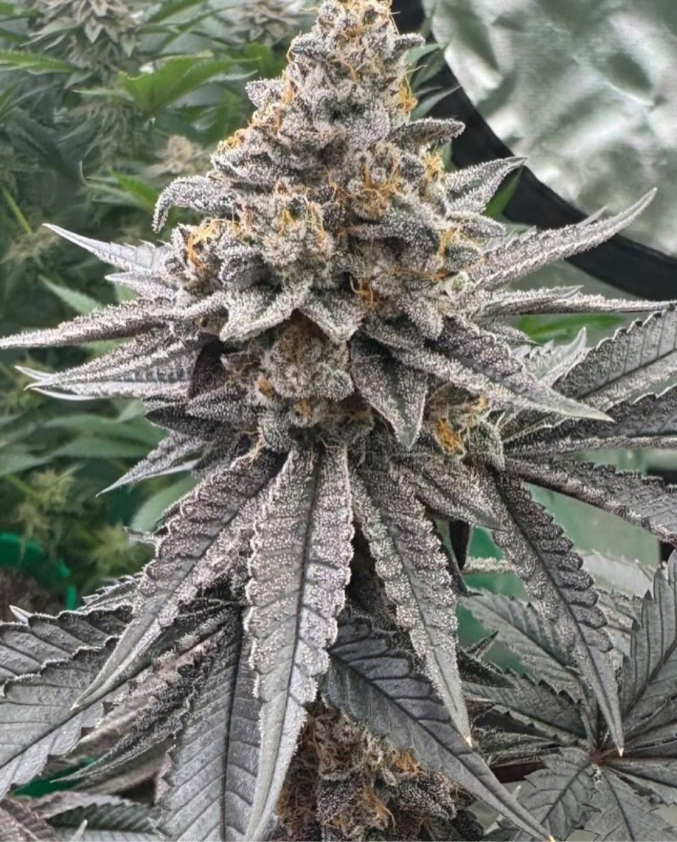 supremeseedbank's tweet photo. Strawberry Zoap
Zoap x Strawberry Truffle
This girl is straight complex. She starts out Red Pop dominant, the later you get in flower the more the profile changes. By the time she finishes she has a nice gassy strawberry tart terp profile
4-18 https://t.co/UNlstuRs4w https://t.co/WdYMUxgchG