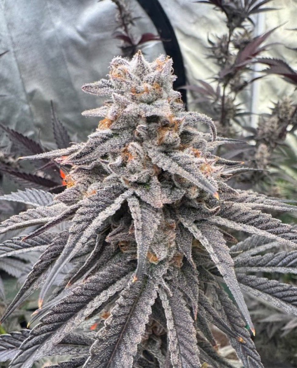 supremeseedbank's tweet photo. Strawberry Zoap
Zoap x Strawberry Truffle
This girl is straight complex. She starts out Red Pop dominant, the later you get in flower the more the profile changes. By the time she finishes she has a nice gassy strawberry tart terp profile
4-18 https://t.co/UNlstuRs4w https://t.co/WdYMUxgchG