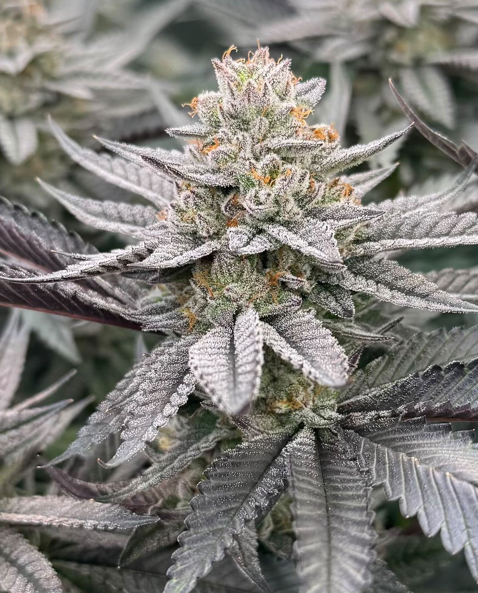 supremeseedbank's tweet photo. Strawberry Zoap
Zoap x Strawberry Truffle
This girl is straight complex. She starts out Red Pop dominant, the later you get in flower the more the profile changes. By the time she finishes she has a nice gassy strawberry tart terp profile
4-18 https://t.co/UNlstuRs4w https://t.co/WdYMUxgchG