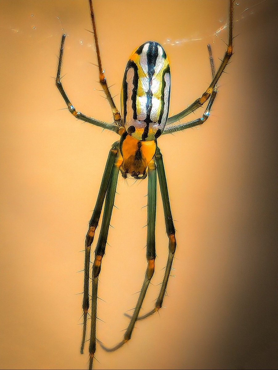 Using the Galaxy S25 Ultra's 📸 📱 200MP Mode
<a href="/snapdragon_BRA/">Snapdragon Brasil</a> <a href="/snapdragon_LAT/">Snapdragon Latam</a>
<a href="/Snapdragon/">Snapdragon</a> <a href="/SamsungBrasil/">Samsung Brasil</a>
#GalaxyS25Ultra #qualcomm #snapdragon8eliteforgalaxy #ShotOnSnapdragon #samsungmembers #galaxyai #comGalaxy #withGalaxy