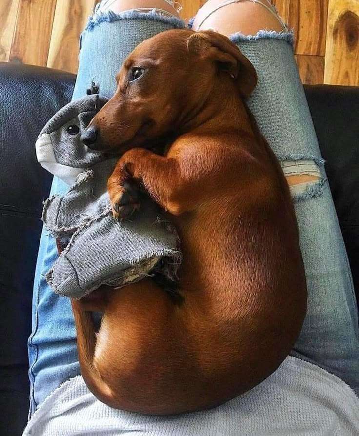 Dog Lovers tweet media