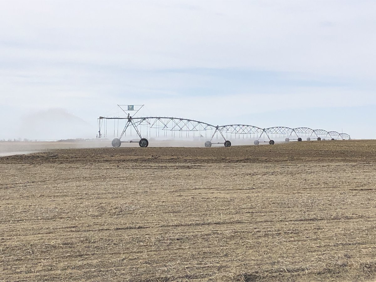 While much of the prairies still has snow in the field, this is what I saw this morning in Southern Alberta.