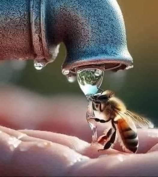 AureliAngel's tweet image. An incredible shot- worthy of a National Geographic award.🐝

One drop. One bee. One perfect moment of stillness and survival.

Proof that even the smallest lives hold the deepest beauty.

Nature never stops humbling us.

#NaturePhotography #NationalGeographicMoment #BeeMagic