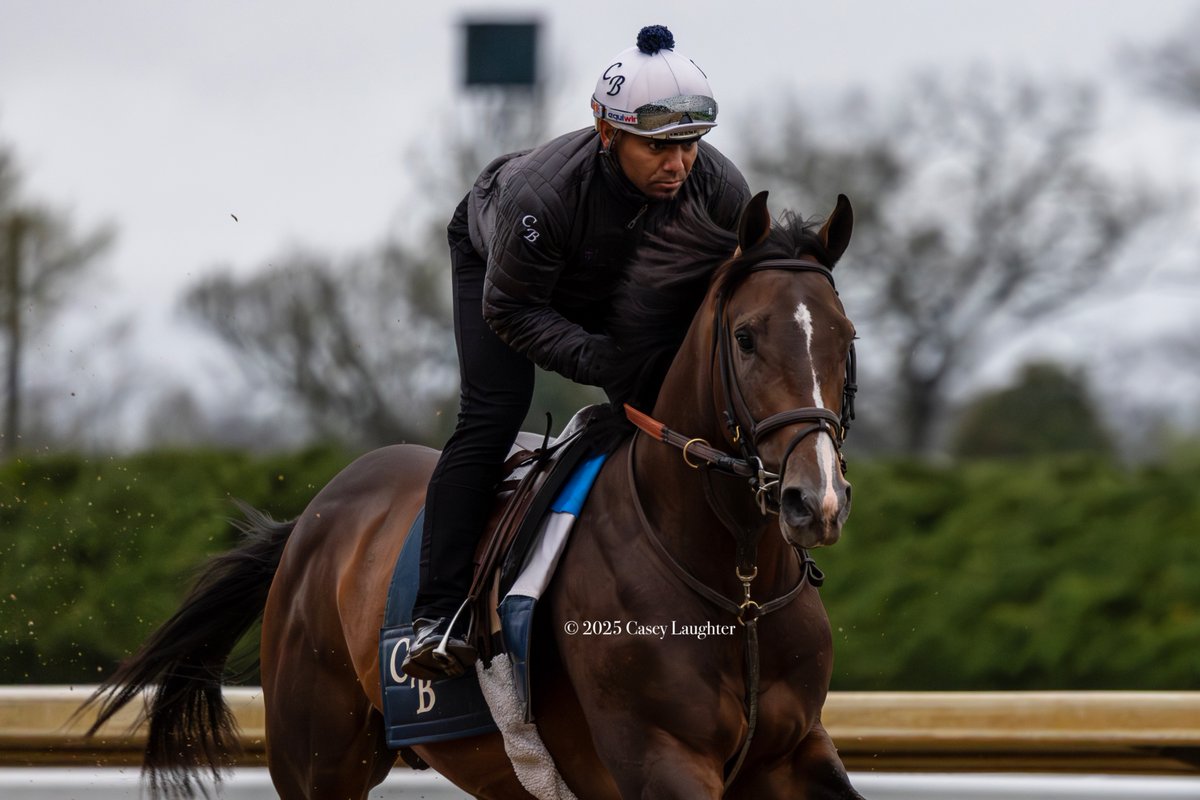 casey_laughter's tweet image. #Praetor (Into Mischief; @spendthriftfarm) prepping for his start in the G3 Lexington Stakes at @keenelandracing for trainer #ChadBrown and ownership group William Lawrence, CHP Racing, and @Gainesway.