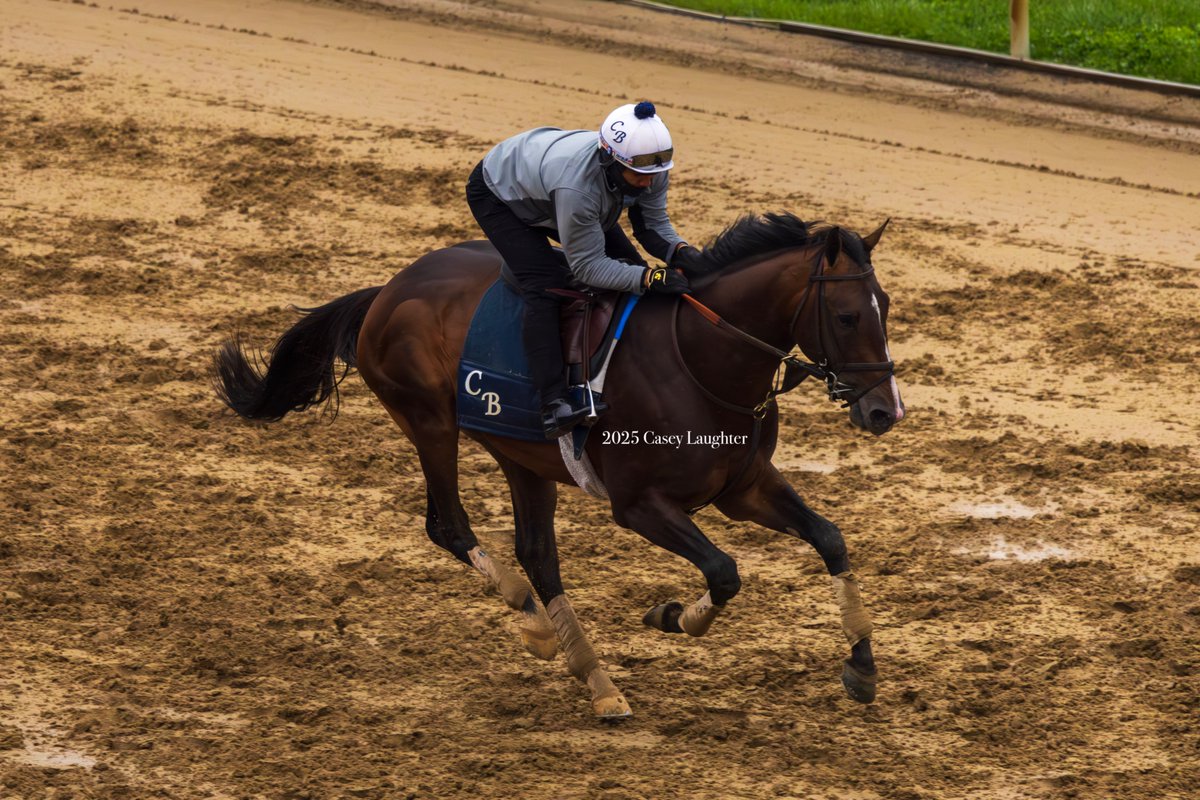 casey_laughter's tweet image. #Praetor (Into Mischief; @spendthriftfarm) prepping for his start in the G3 Lexington Stakes at @keenelandracing for trainer #ChadBrown and ownership group William Lawrence, CHP Racing, and @Gainesway.