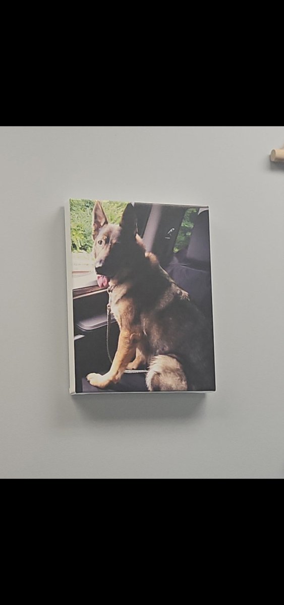 ProjectAzorian7's tweet photo. A few years ago I made my wife a 6 picture, framed collage of me and the boy. Earlier this year I gave her a nice framed, canvas print of Pearl.
Which one is on her office wall ? 🤔 https://t.co/KUnQhzL1IK