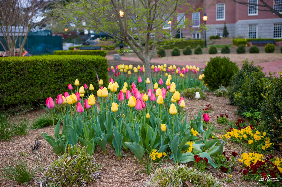 dcsplicer's tweet image. Spring has officially checked in! Snapped these vibrant tulip-filled views around Annapolis this morning—Mother Nature showing off in full color!
#AnnapolisInBloom #TulipTime #SpringVibes #MorningWalks #CapturedByJeff