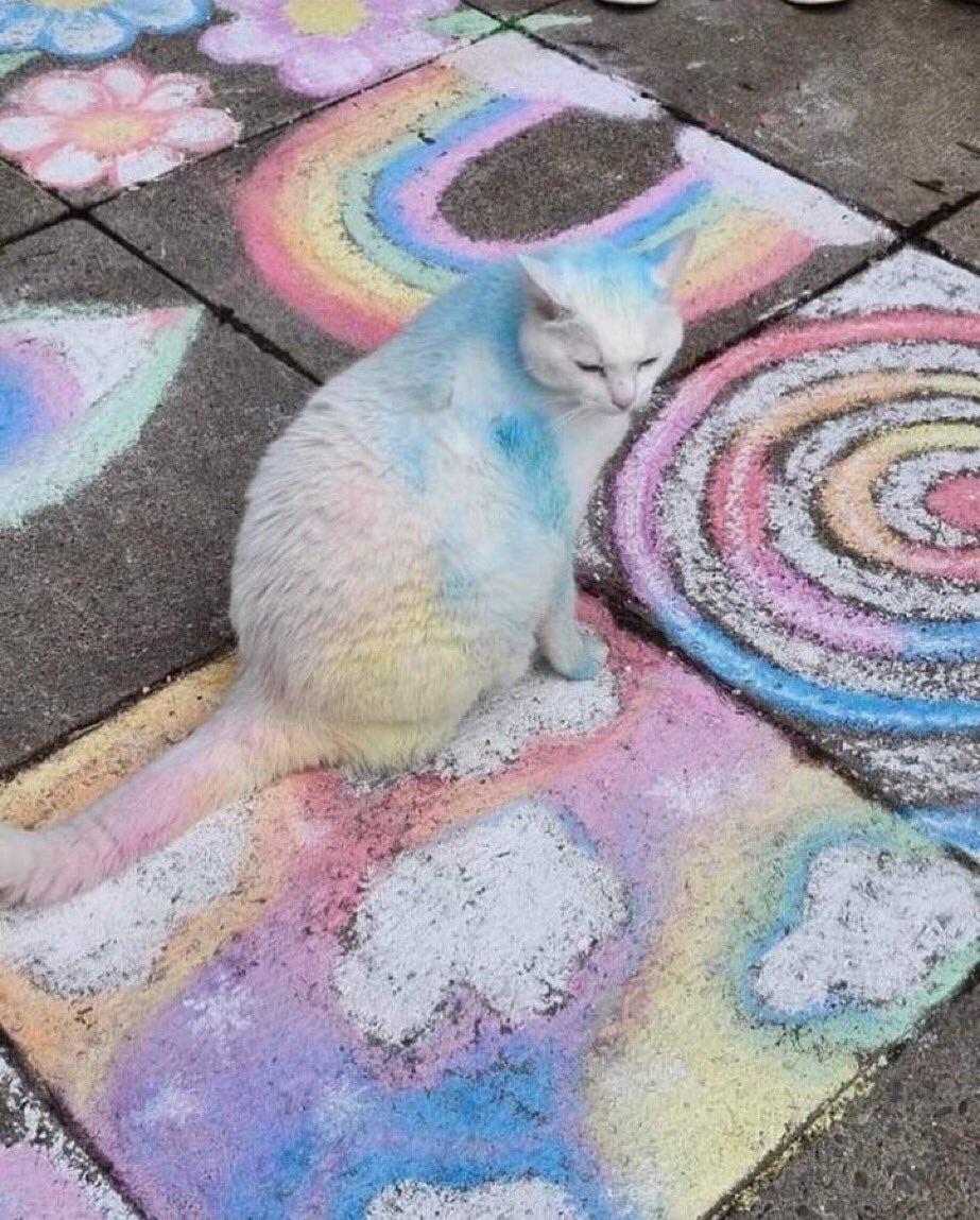 universaby's tweet image. fuck AI here is my chalk cat art with its real life reference!