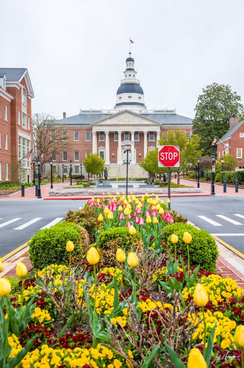 dcsplicer's tweet image. Spring has officially checked in! Snapped these vibrant tulip-filled views around Annapolis this morning—Mother Nature showing off in full color!
#AnnapolisInBloom #TulipTime #SpringVibes #MorningWalks #CapturedByJeff