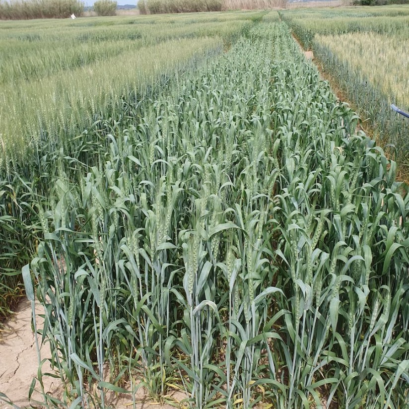 🌾EXTENSIVOS🌾
Evaluación de nuevas variedades de trigo blando de primavera 

AA.VV | Secretaría técnica de <a href="/GENVCE/">GENVCE</a> - <a href="/irtacat/">IRTA</a>  Mas Badia

Toda la información aquí 👇
agronegocios.es/vida-rural/ext…

#Trigo #Cereales #Agricultura