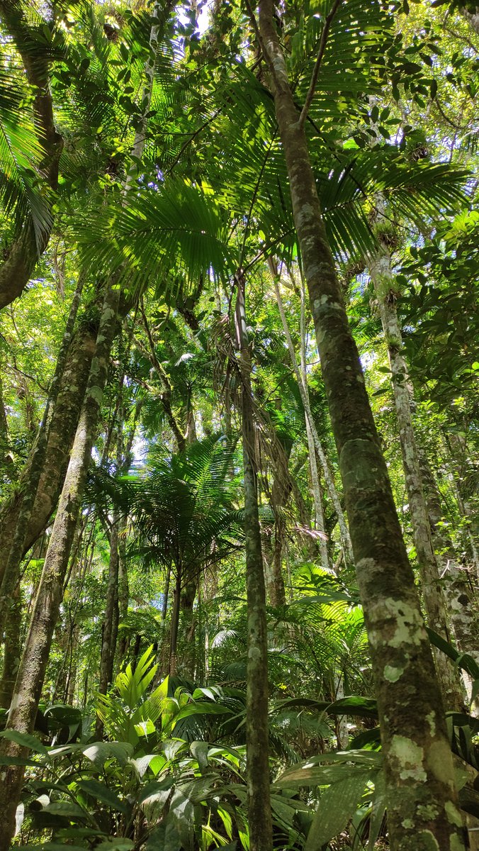 Oikos_Journal's tweet photo. Temporal changes in taxonomic and functional alpha and beta diversity across tree communities in subtropical Atlantic forests
https://t.co/DqNSr2Hmfu
📷 © Jean M. Freitag Kramer
#BiodiversityChange #BioticHomogenization #TemporalChanges #BiodiversityTrends #CommunityStability https://t.co/BIoypGrzR6