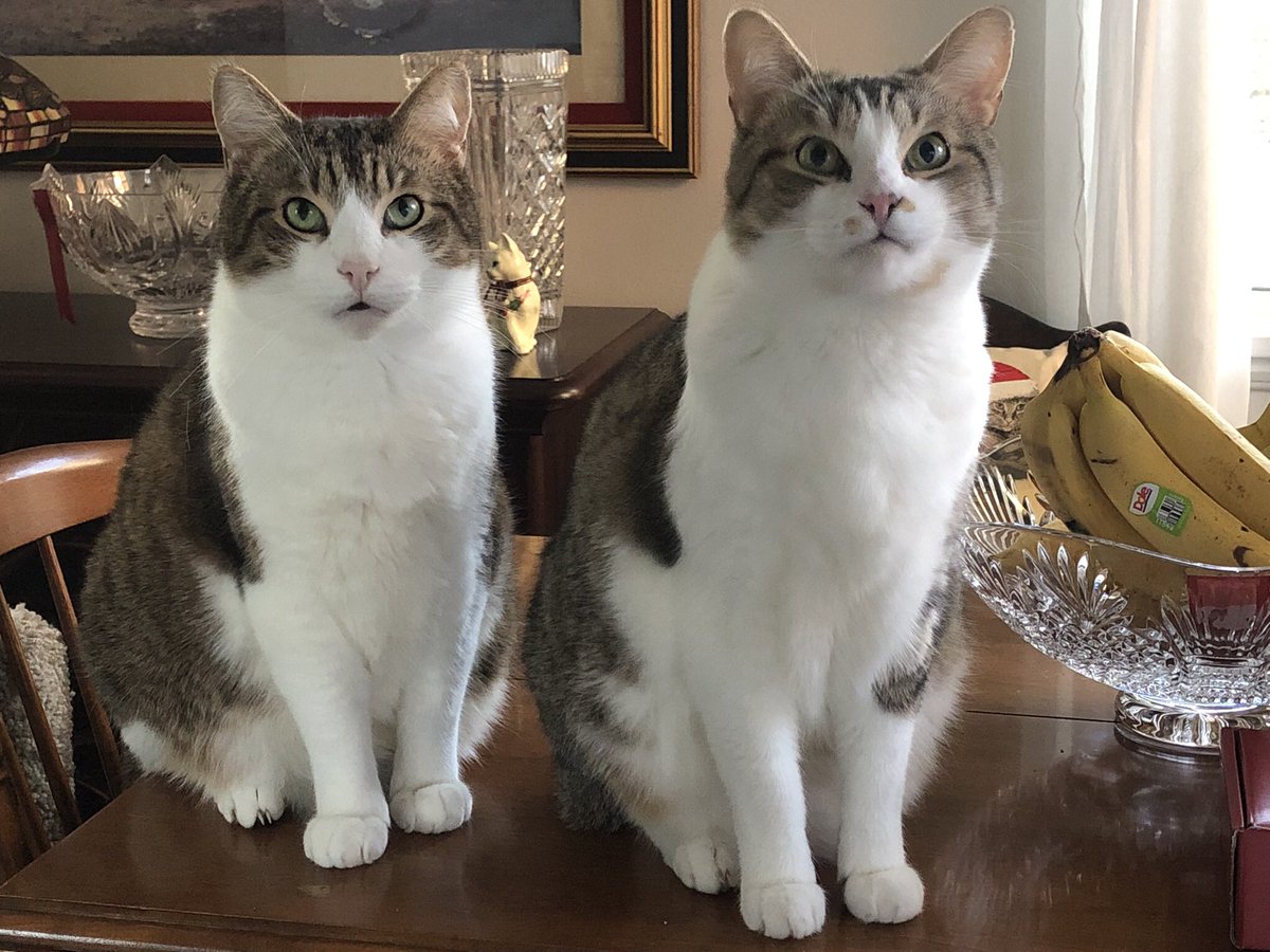 Brian Farrell (@13brianfarrell) on Twitter photo It’s #NationalPetDay? Twist my arm for a picture! It’s #NationalPetDay? Twist my arm for a picture!