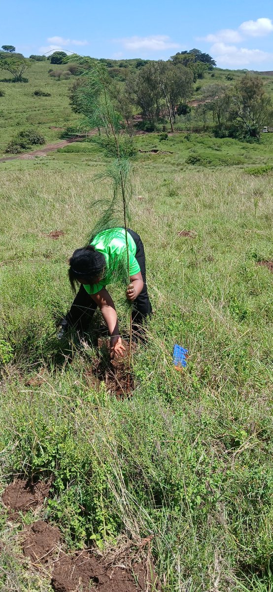 WanjiruRuthG's tweet photo. I spent the better part of the day planting trees in Ngong at Kabete AHITI farm. I planted more the 30 trees. Kudos to me. https://t.co/6mZXnIbTgB