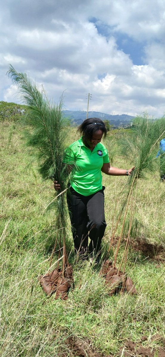 WanjiruRuthG's tweet photo. I spent the better part of the day planting trees in Ngong at Kabete AHITI farm. I planted more the 30 trees. Kudos to me. https://t.co/6mZXnIbTgB