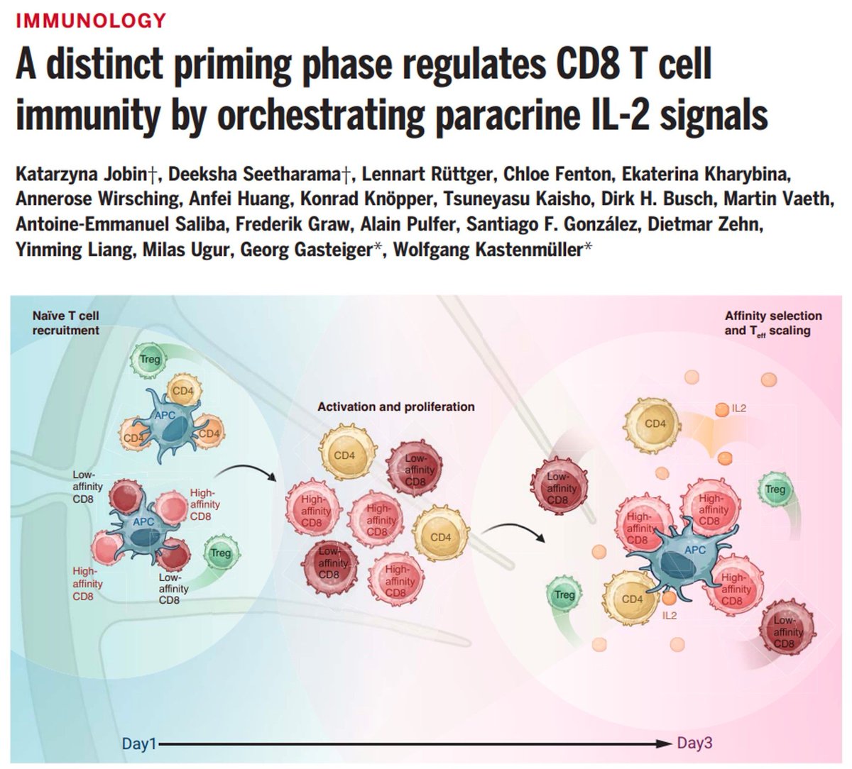 Sarah Ross (@sarah_h_ross) on Twitter photo #Immunology out now <a href="/ScienceMagazine/">Science Magazine</a>
After initial priming in the lymph nodes, mouse CD8 T cells undergo a second phase of stable interactions with dendritic cells that can preferentially stimulate those with a high-affinity for antigen.
buff.ly/lCPsea3
By Jobinet al. #Immunology out now <a href="/ScienceMagazine/">Science Magazine</a>
After initial priming in the lymph nodes, mouse CD8 T cells undergo a second phase of stable interactions with dendritic cells that can preferentially stimulate those with a high-affinity for antigen.
buff.ly/lCPsea3
By Jobinet al.