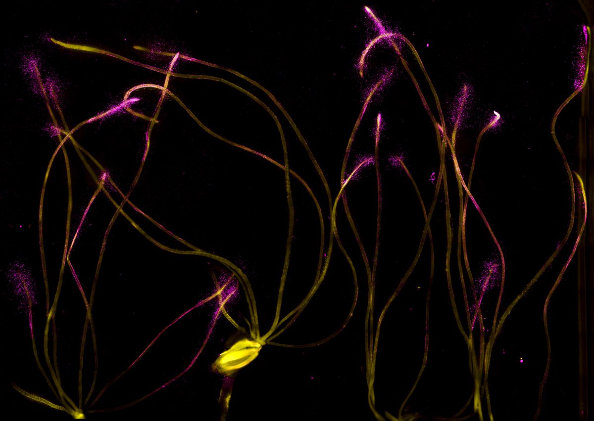 Sebastian Schornack tweet media