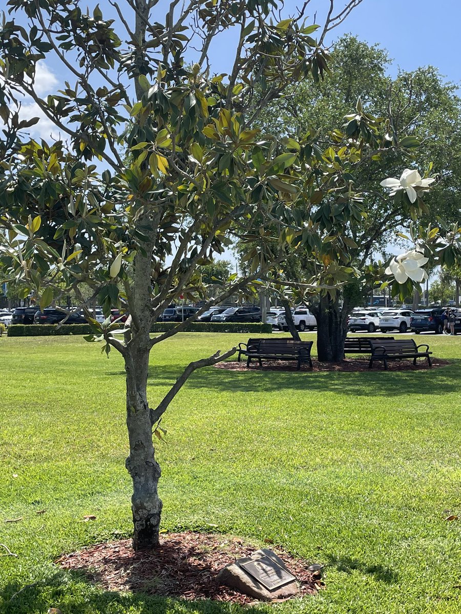 TKAPres's tweet photo. As her memorial magnolia blooms once again, today the #TKAfamily is #RememberingAlex—our beloved fourth grader gone too soon! https://t.co/gchPGSwDTy