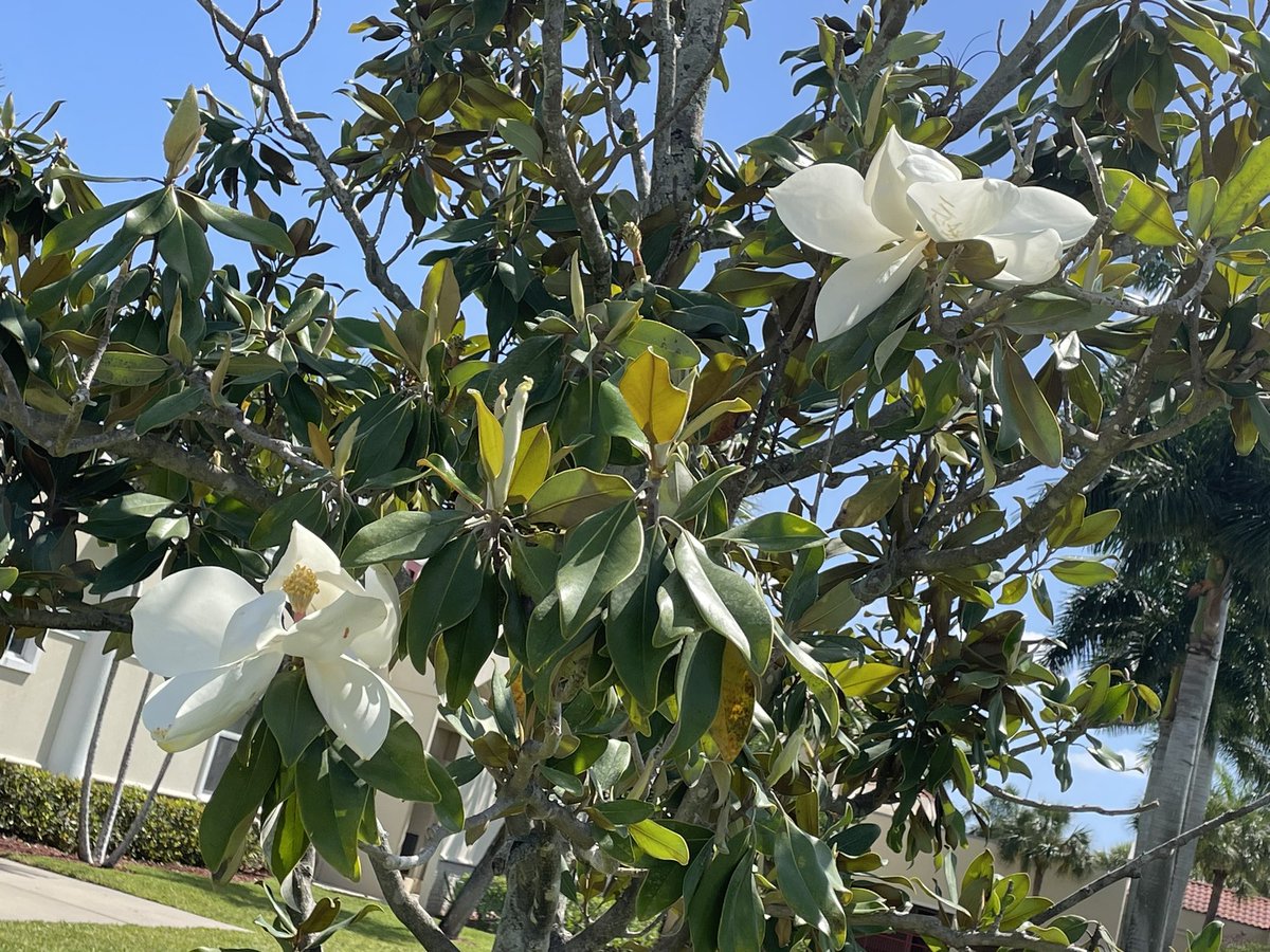 TKAPres's tweet photo. As her memorial magnolia blooms once again, today the #TKAfamily is #RememberingAlex—our beloved fourth grader gone too soon! https://t.co/gchPGSwDTy