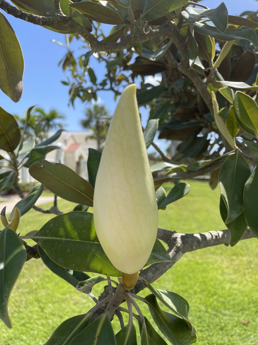 TKAPres's tweet photo. As her memorial magnolia blooms once again, today the #TKAfamily is #RememberingAlex—our beloved fourth grader gone too soon! https://t.co/gchPGSwDTy
