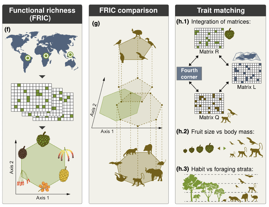 Joe Tobias (@ja_tobias) on Twitter photo Heads-up for fans of trait-based models & trophic interactions! A fresh & fruity paper led superbly by Andressa Cabral & Renske Onstein <a href="/naturalis/">Izdelek, Th</a>.bsky.social investigates the role of seed-dispersing animals in shaping pantropical plant diversity.
nph.onlinelibrary.wiley.com/doi/epdf/10.11… Heads-up for fans of trait-based models & trophic interactions! A fresh & fruity paper led superbly by Andressa Cabral & Renske Onstein <a href="/naturalis/">Izdelek, Th</a>.bsky.social investigates the role of seed-dispersing animals in shaping pantropical plant diversity.
nph.onlinelibrary.wiley.com/doi/epdf/10.11…