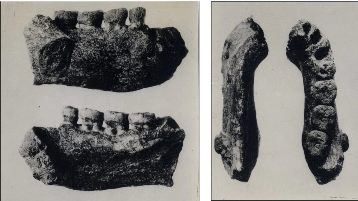 Java Man jawbone