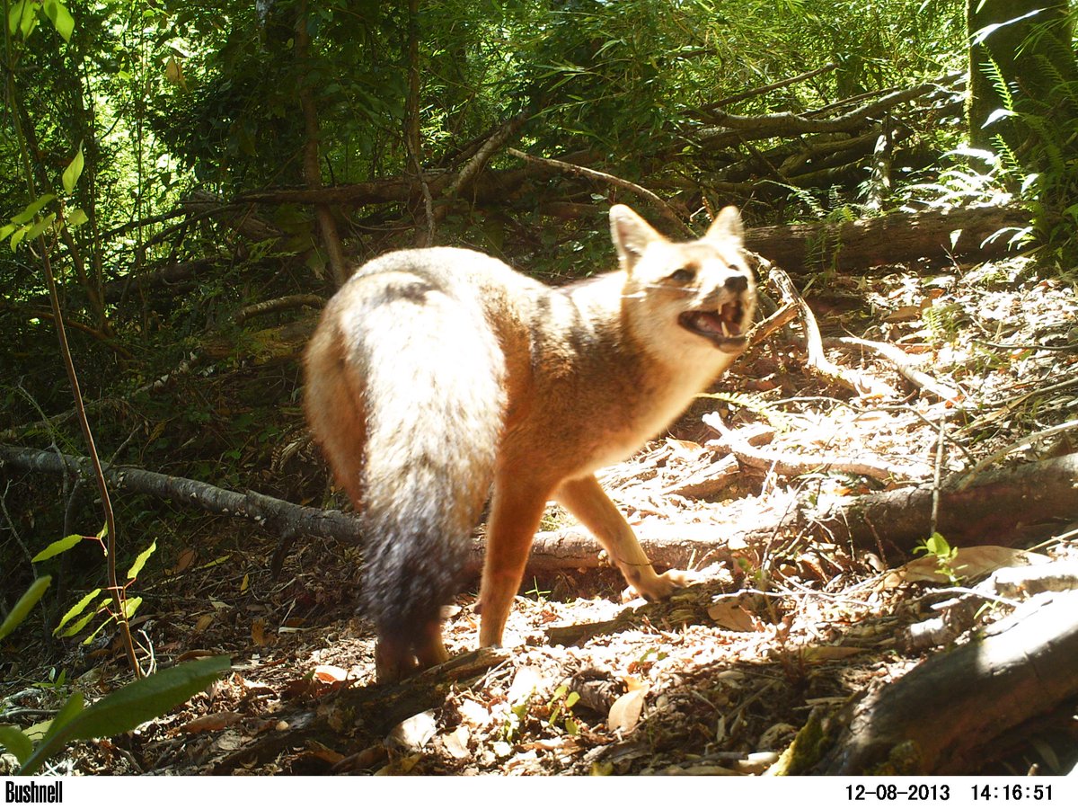 New Paper! 📢📢 🐱🦨🦊📸📸

A protocol for error prevention and quality control in camera trap datasets

"quality control as a key component of camera trap data processing, thus reducing error rates and making the reporting process more transparent"

besjournals.onlinelibrary.wiley.com/doi/full/10.11…