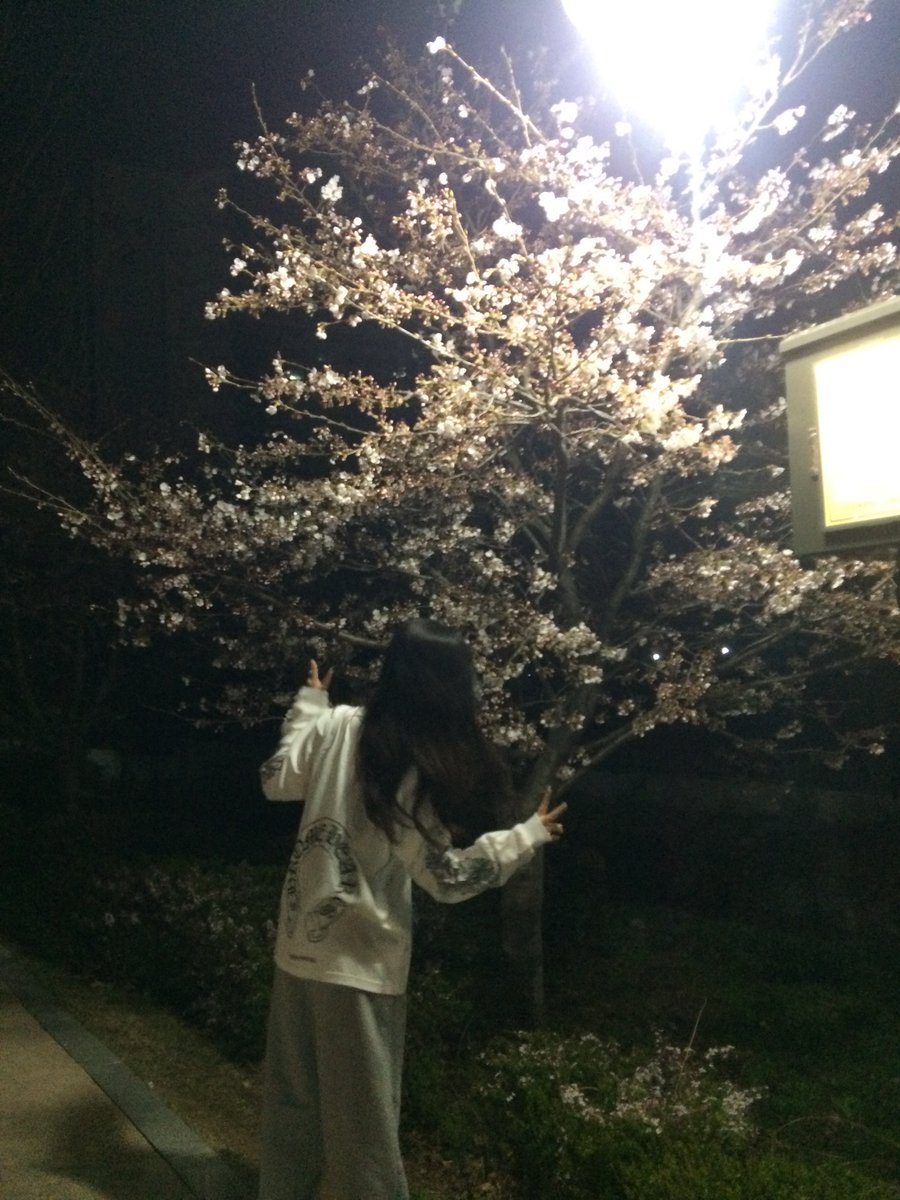 peachuuno's tweet image. 벚꽃 ♡ 나