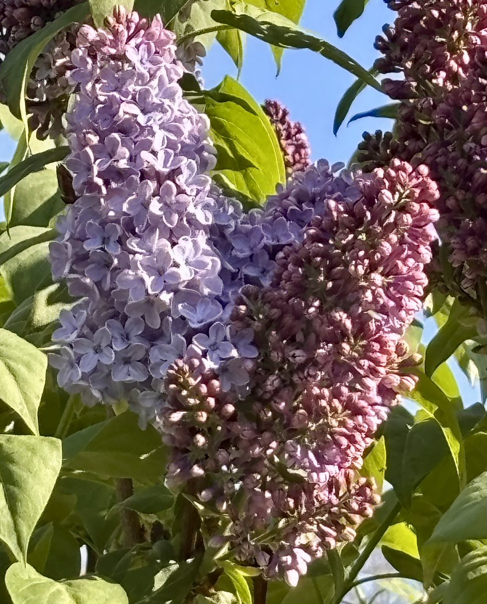 Amazing to see everything in bloom