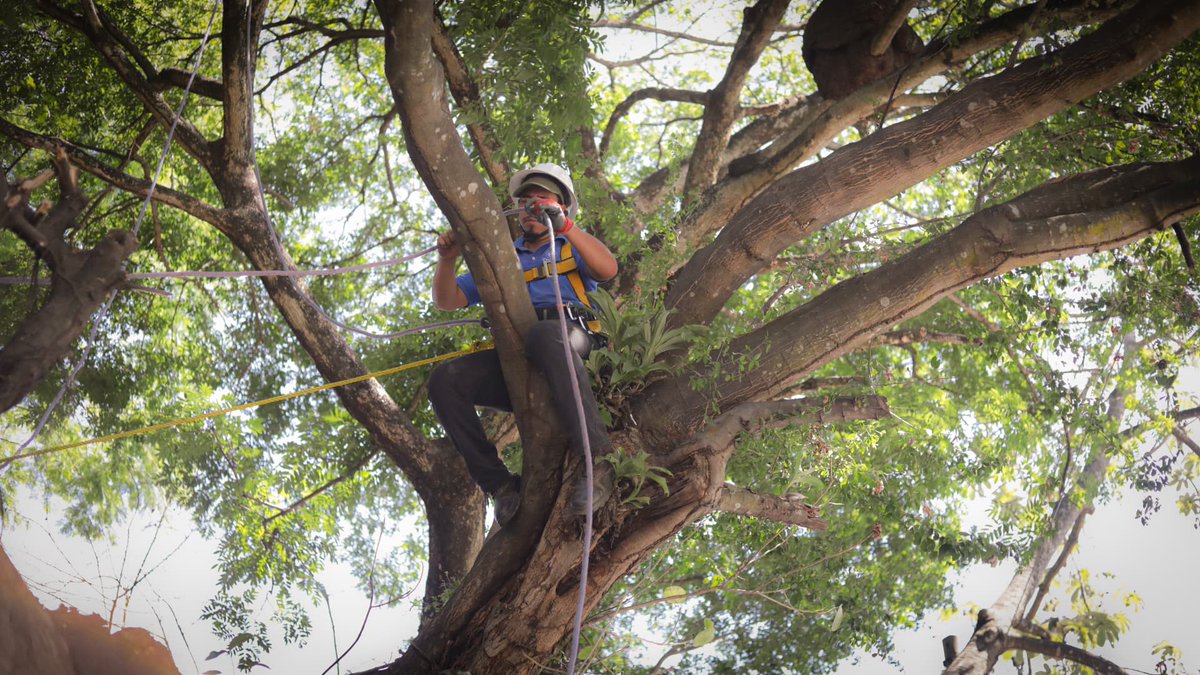 Como parte de la #JornadaDeMitigación, ejecutamos acciones para reducir el riesgo de caída de árboles y evitar incidentes en la temporada invernal.

📍 Colonia Montecarlo, distrito de Ciudad Delgado, San Salvador Centro.