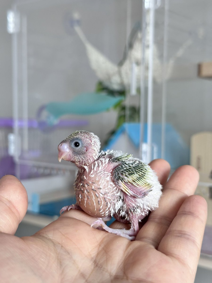 어쩌다가 사랑앵무 아가새들 키우는 중..
4마리 중 둘째,셋째는 발견시 이미 떠난 상태고
첫째는 배쪽에 막내는 온몸을 다쳐있는 상태였다.
막내는 삼일을 함께 하다가 결국 세상을 떠났고
첫째는 끝까지 잘 살아줬으면 좋겠다🥲