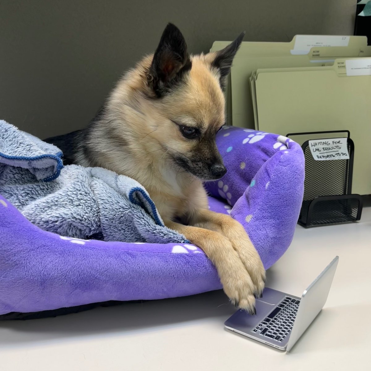 When Friday hits and you've got deadlines to meet! 🐾💻

Happy Friday from Poppy and the rest of our team. 😁
#OfficeDog #HSEConsulting #HardAtWork