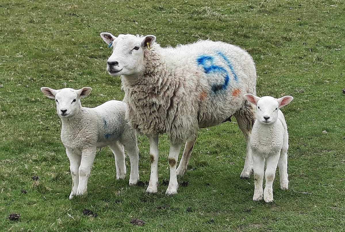 Running Bear 🇺🇦 tweet media