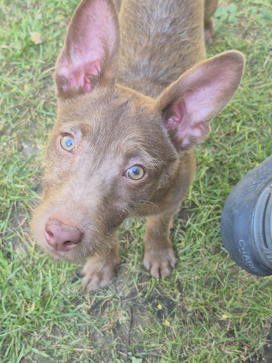 EmmaHal03082907's tweet photo. Say hello to Max, our new addition ❤️ https://t.co/eEK5RmbWx2