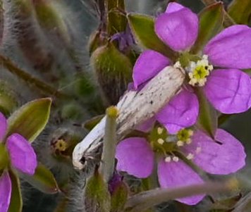 Woodpecker_cent's tweet photo. A curved-horn moth (Gelechioidea family) on Monsonia heliotropioides blooms.
Sharjah, UAE - March 2025.
#ThePhotoHour #natgeoyourshot #moths #flowersonfriday #flowerphotography #niffeature2025 #discoverearth #biodiversity #macrohour #desertflora #nature #channel169 #happyweekend https://t.co/Pdhxd8oBdO