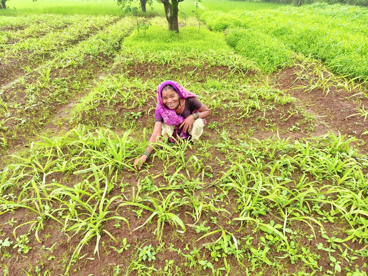 Ronnie Screwvala (@ronniescrewvala) on Twitter photo 👇is Safed Musali (medicinal) will augment farmer income by 25K pa forever -👍 Multi-Crop Farming -Bhawada village Nashik with 44 farmers - & over next two years <a href="/WeAreSwades/">Swades Foundation</a> will scale this across 54 GPs impacting 10K farmers. 🙏 <a href="/LTIMindtreeOFCL/">LTIMindtree</a> #StoriesOfSwades 👇is Safed Musali (medicinal) will augment farmer income by 25K pa forever -👍 Multi-Crop Farming -Bhawada village Nashik with 44 farmers - & over next two years <a href="/WeAreSwades/">Swades Foundation</a> will scale this across 54 GPs impacting 10K farmers. 🙏 <a href="/LTIMindtreeOFCL/">LTIMindtree</a> #StoriesOfSwades
