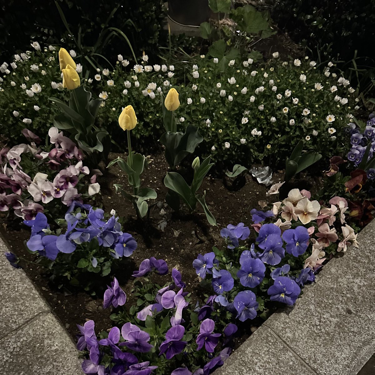 yz0422_'s tweet photo. 花と月と星見て45分くらい待ってた https://t.co/ohfoGr5CWT