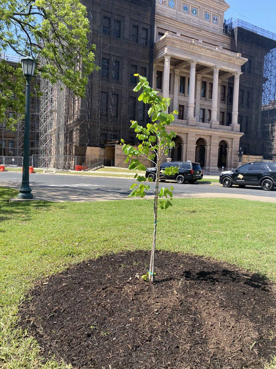jeremybmazur's tweet photo. This is actually significant. It’s pretty rare to have a new tree planted on Capitol grounds. https://t.co/jON5Olkkn0