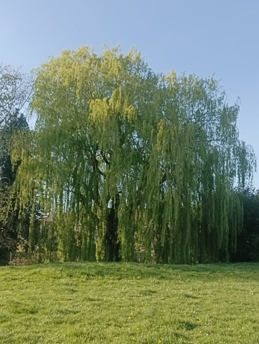 aurelieweizmann's tweet image. #beauté 
#printemps 
#balades