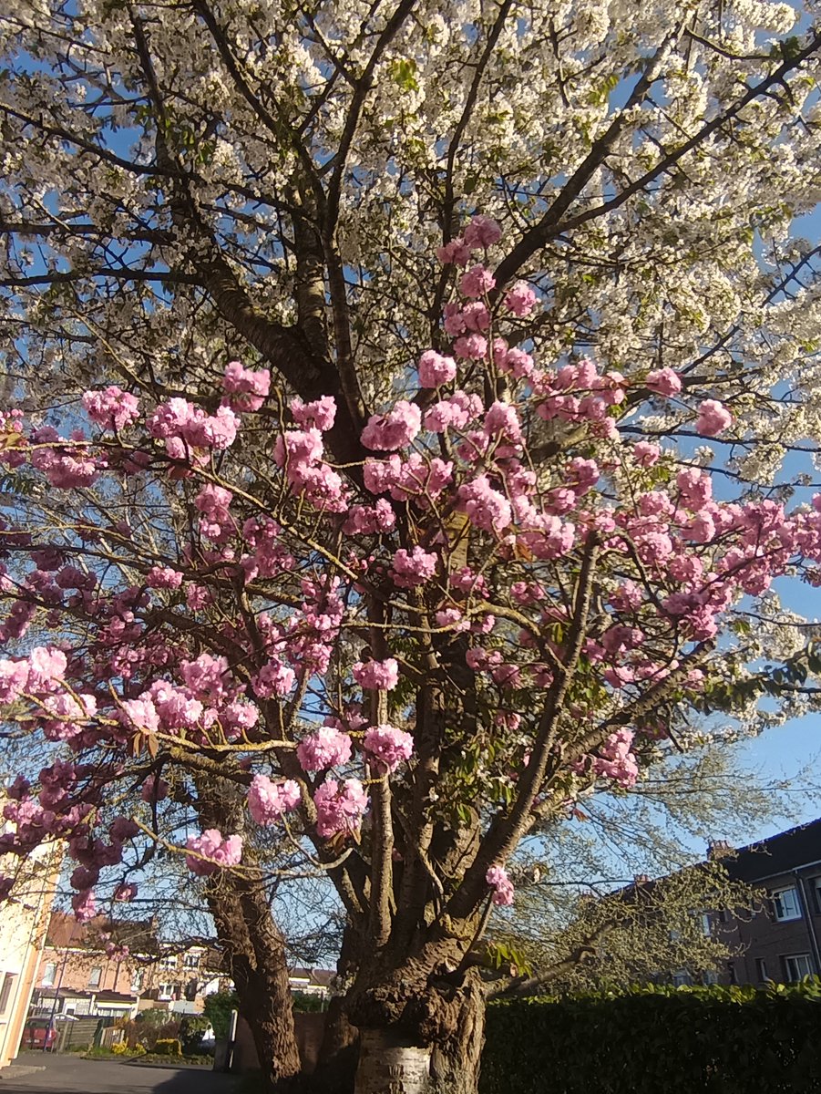 aurelieweizmann's tweet image. #beauté 
#printemps 
#balades