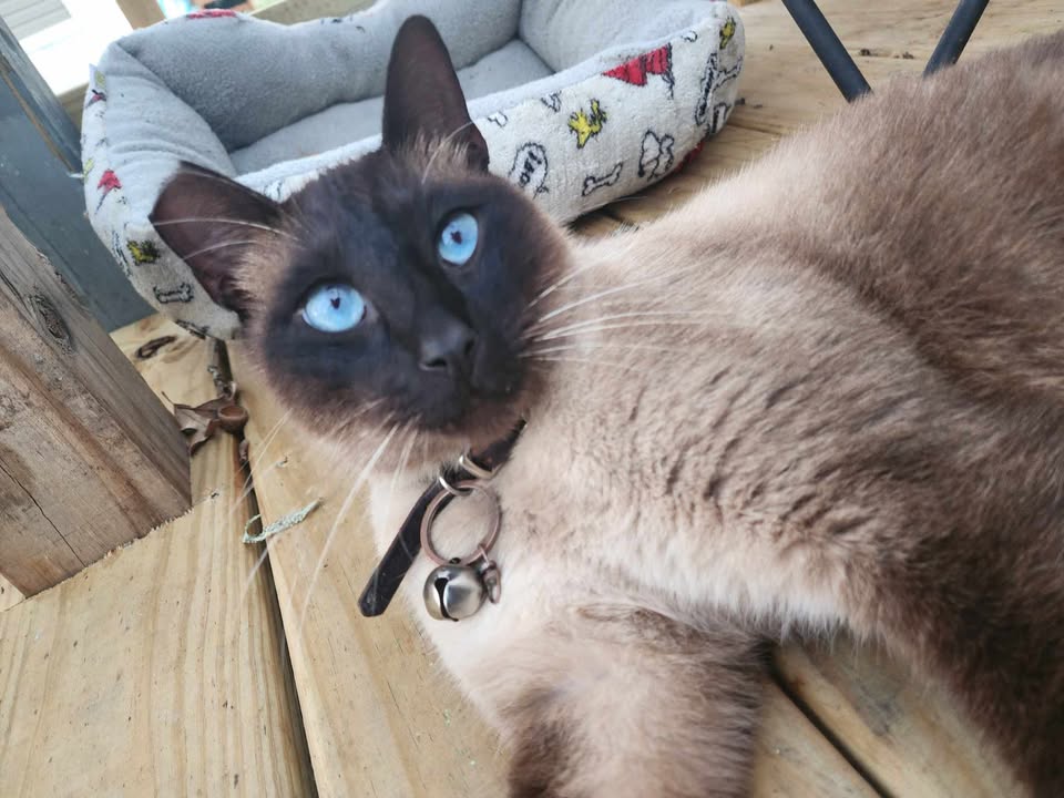 CHCPedu's tweet photo. Happy National Pet Day! #CHCP offers different certificates that can help you get started in your healthcare career. https://t.co/zD550dkOdk https://t.co/mHHySER6Gs