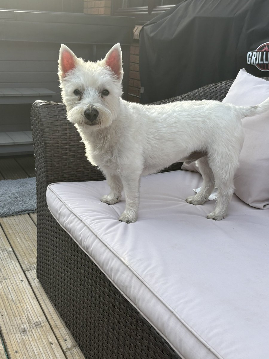 Enjoying the rays 🥰 Louie and Teddy x