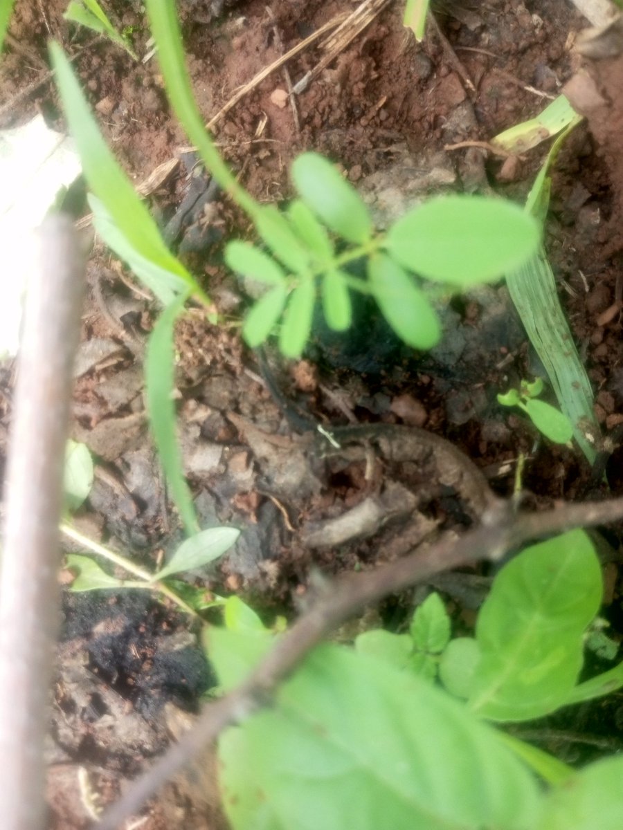 🌱 A Green Revolution is Taking Root in Baringo County, Kenya! 🌳  

Dear Treemissions community,  
We’re thrilled to share an exciting update from our reforestation project in Baringo County, Kenya—a place where hope is sprouting, one seedling at a time! 

Thanks to your