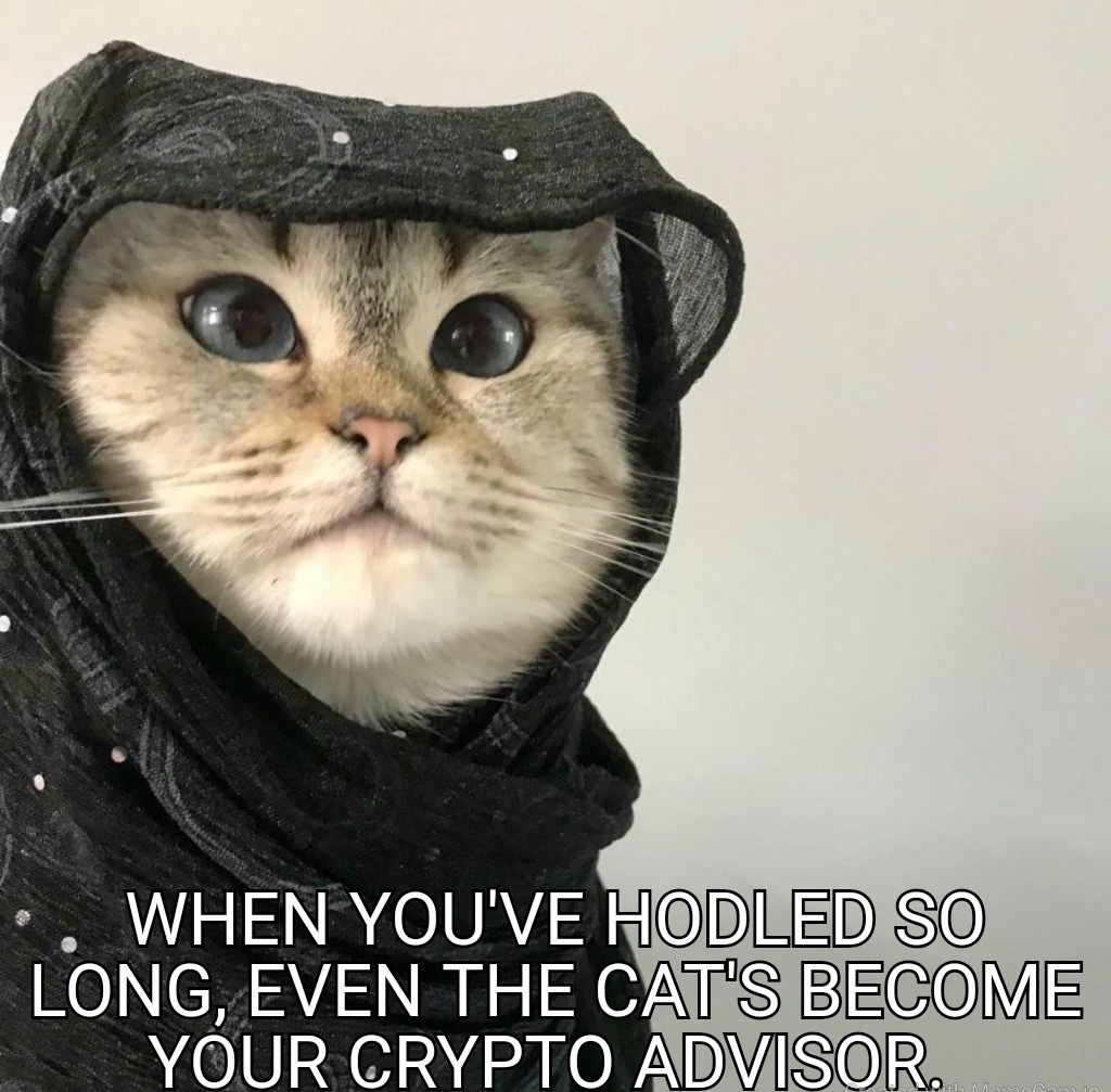 BOZOCoinMeme's tweet photo. This cat told me to sell in 2021. I didn’t listen. Still HODLing🫡
#cryptomeme
#memecoin
#HODL
#catAdvisor
#Trending https://t.co/QoqQp8ClOb